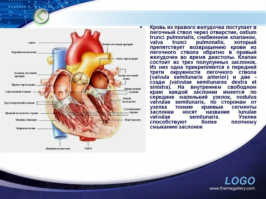 Какая кровь в левом желудочке сердца. Кровь из правого желудочка поступает. Отверстие легочного ствола в сердце. Легочный ствол сердца. Отверстия правого желудочка.