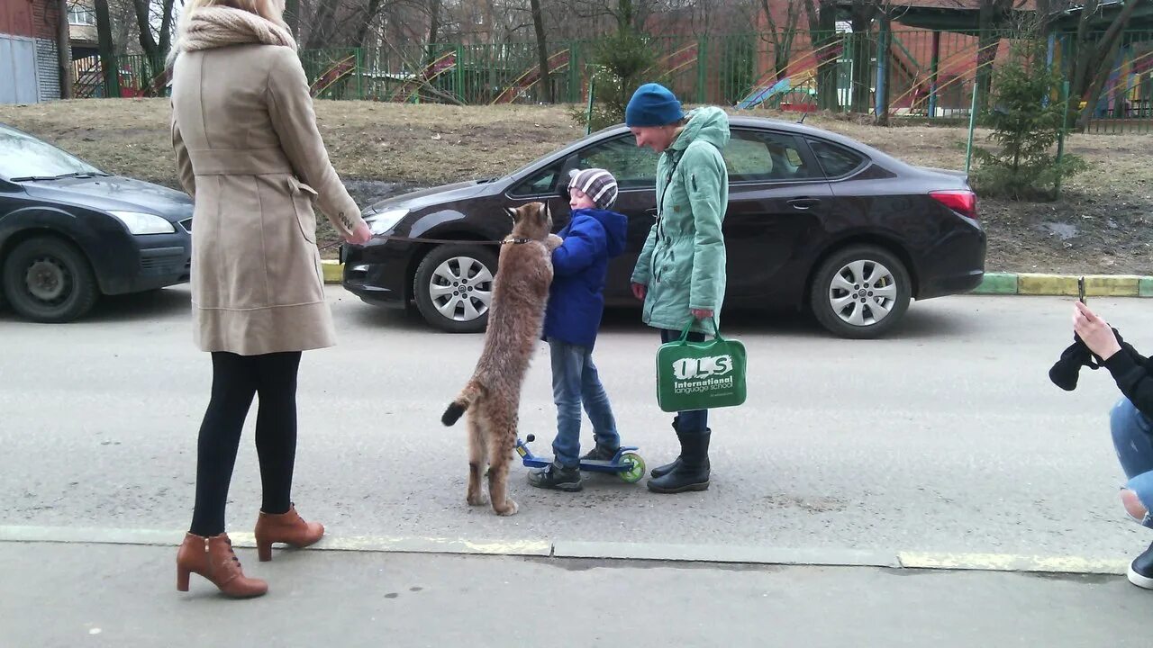 Рысь гуляет. Рысь на поводке. Рысь гуляет на поводке. В Рыбацком выгуливали Рысь. В Рыбацком выгуливали Льва.