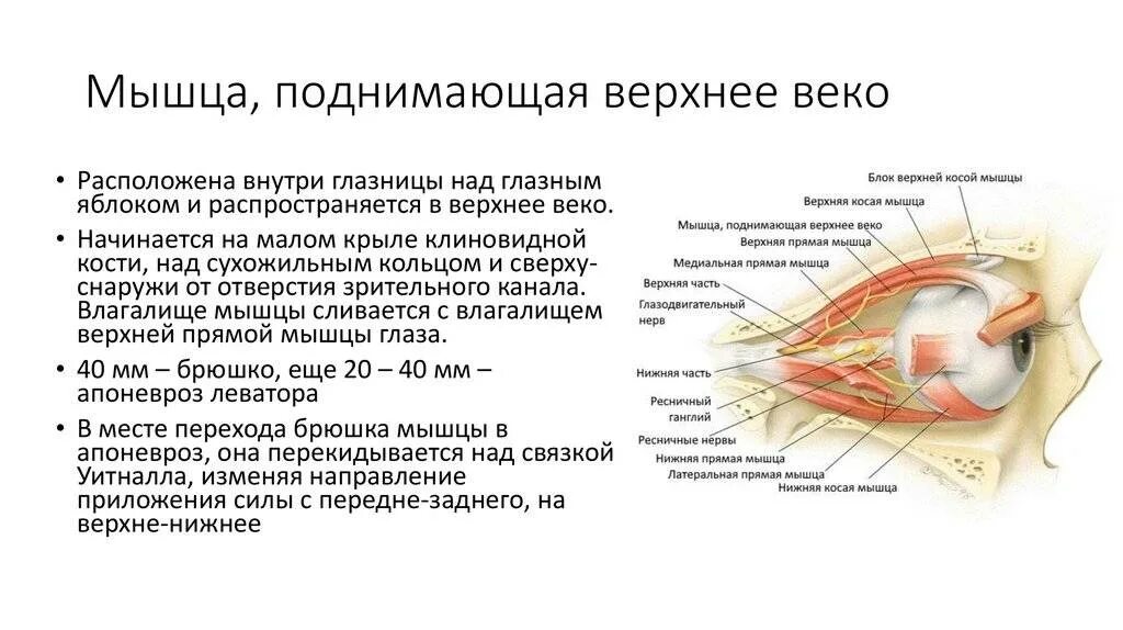 Иннервирует гладкие мышцы. Мышцы глаза анатомия иннервация. Сухожилие мышцы поднимающей верхнее веко. Топография мышцы поднимающей верхнее веко. Мышцы глаза иннервация мышц глаза.