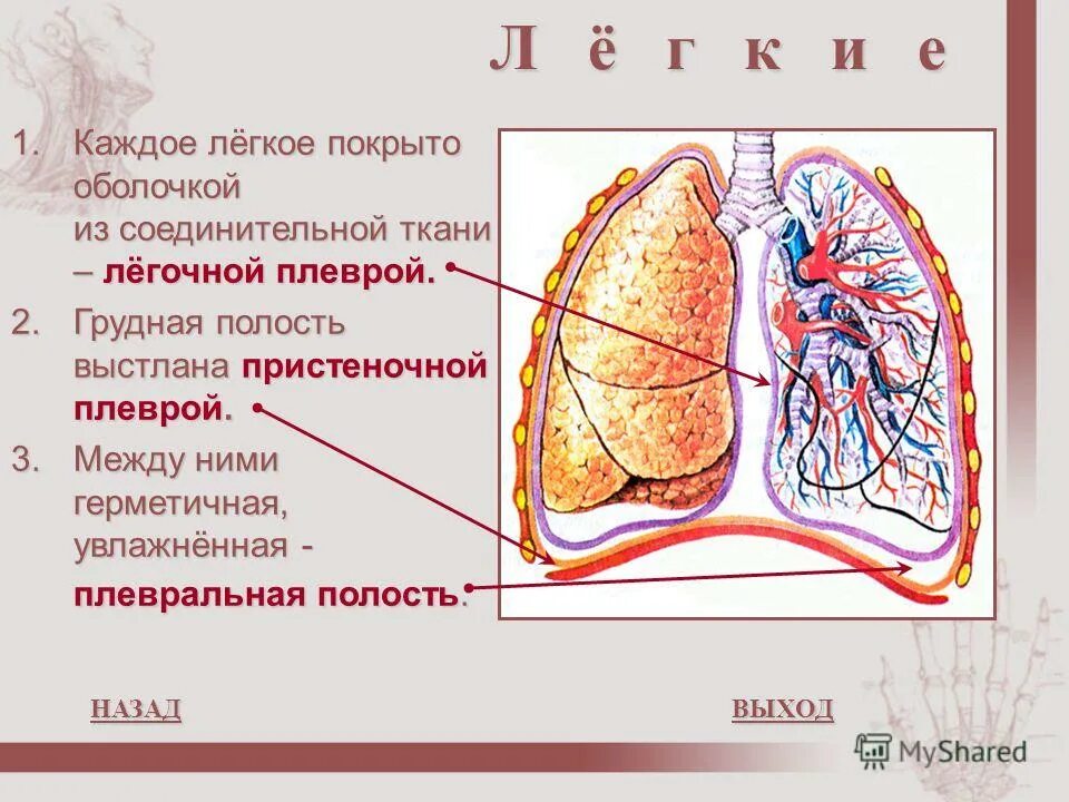 Каждое легкое покрыто оболочкой