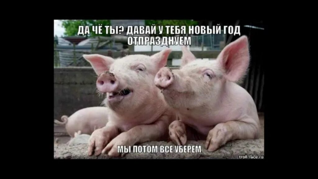 Кабан боров хряк свинья. Сибагро свинокомплекс. Свинья 18. Поросенок в искусстве. Свиньи.