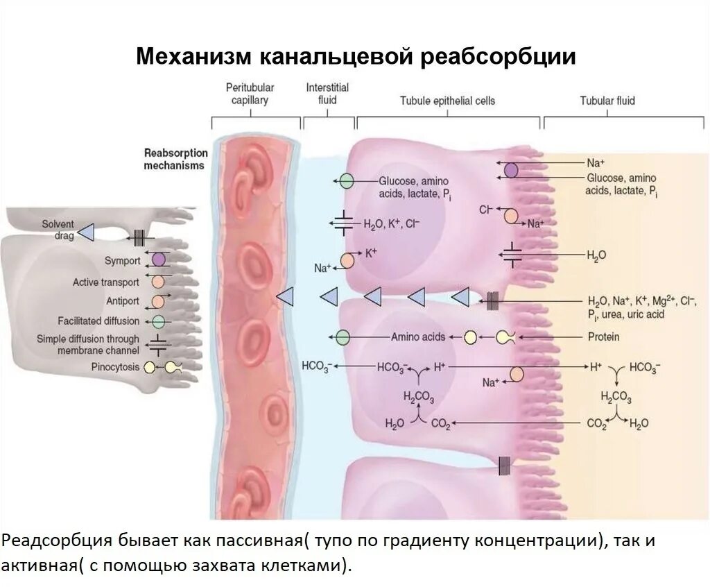 Реабсорбция солей. Механизм реабсорбции в почках. Механизм реабсорбции в почках физиология. Механизм реабсорбции воды в почках. Регуляция канальцевой реабсорбции схема.