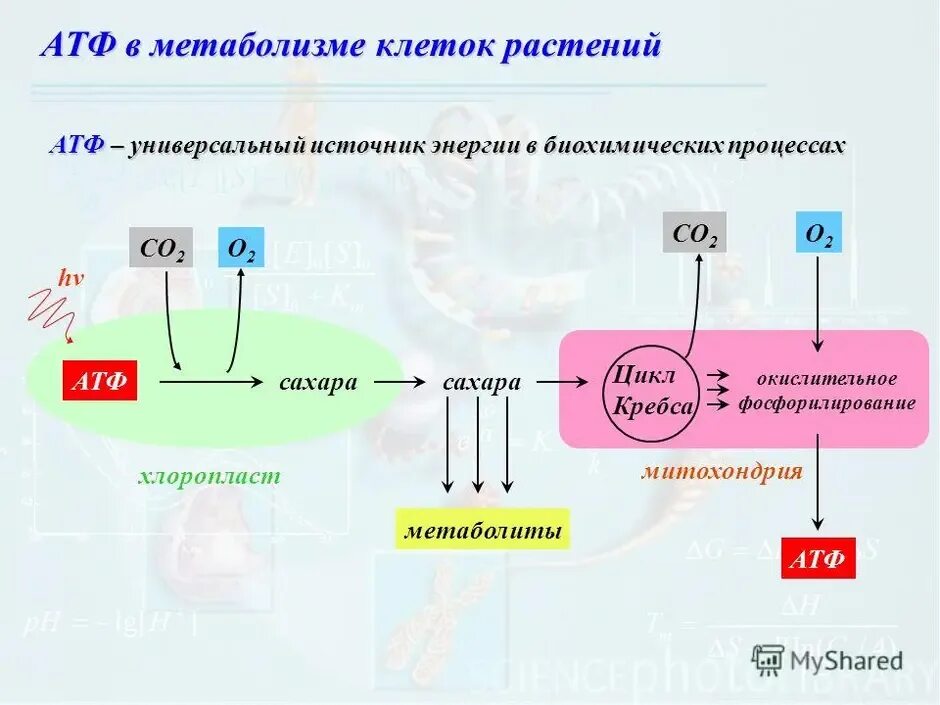 Энергетический обмен Синтез АТФ подготовительный этап. Энергетический обмен схема. Процесс образования АТФ. Этапы энергетического обмена у растений.