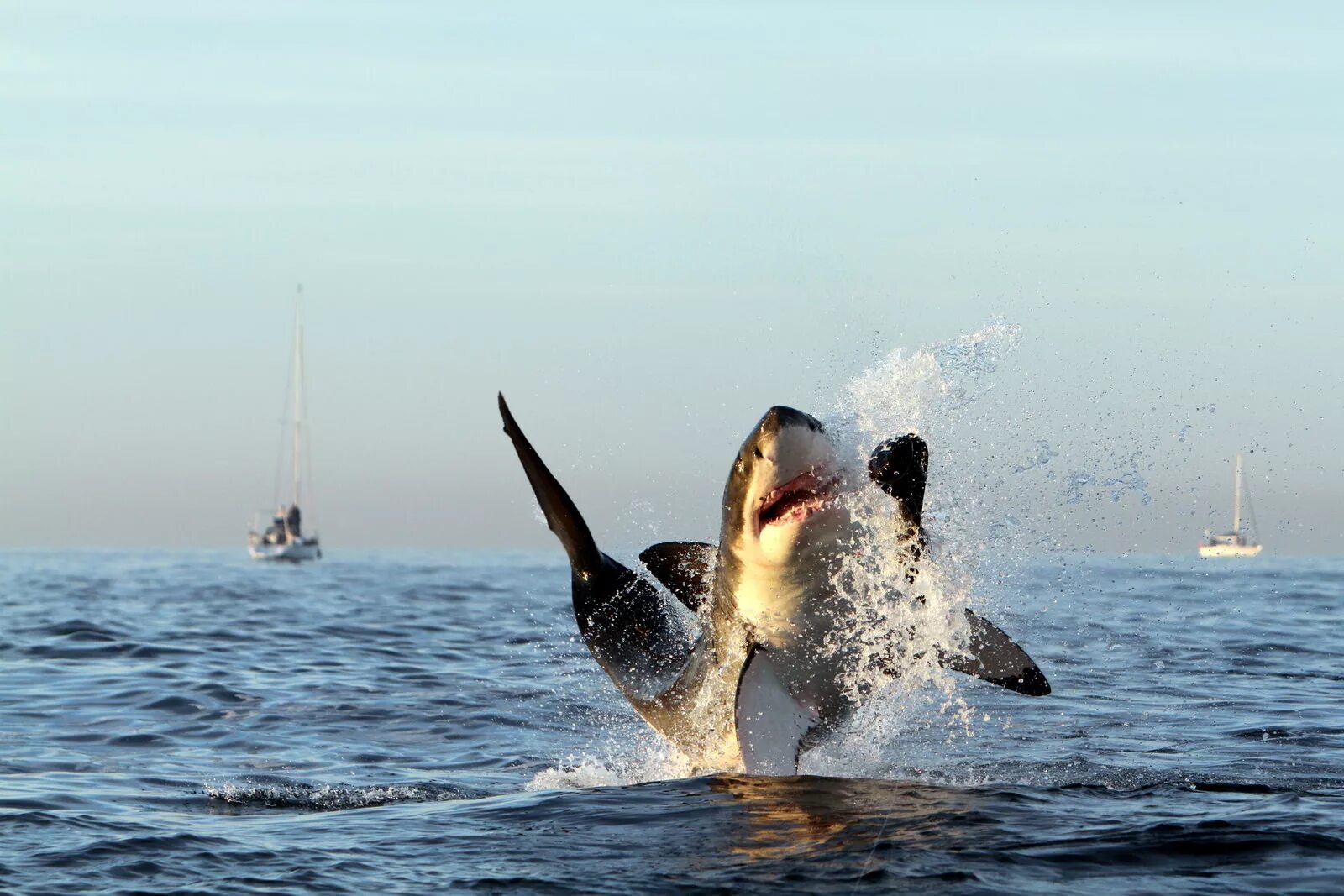 Морской нападение. Большая белая акула. Акула в прыжке. Акула выпрыгивает из воды. Белая акула в прыжке.