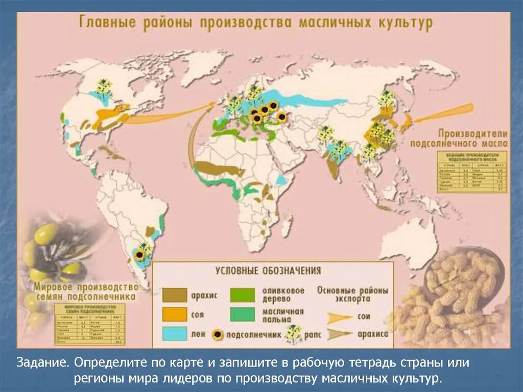 Каучук районы выращивания. Районы распространения масличных культур. Страны Лидеры по выращиванию масличных культур. География масличных культур.