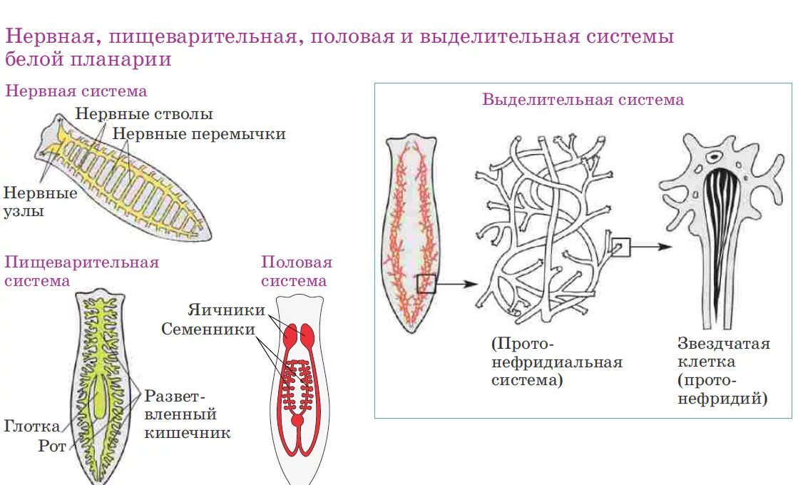 Выделительные трубочки червей. Строение выделительной системы планарии. Нервная система органов плоских червей. Выделительная система плоских червей схема. Пищеварительная система органов плоских червей.