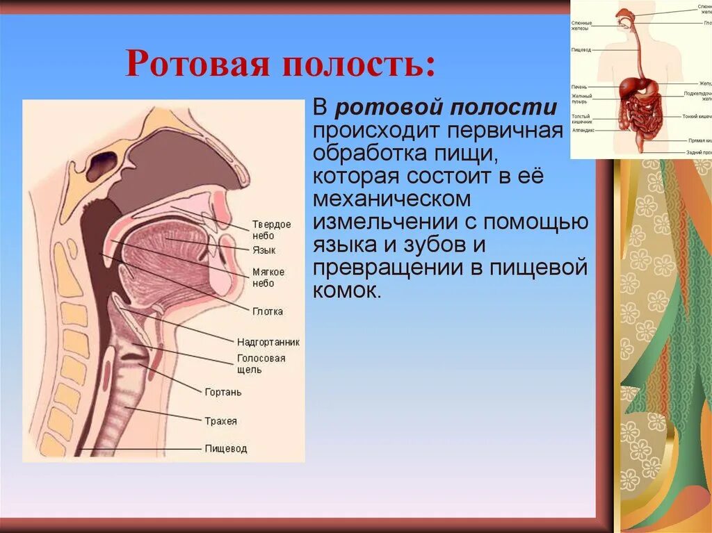 Склеивание пищевого комка. Ротовая система человека. Ротовая полость пищеварительная система. Пищеварительная система анатомия полость рта. Строение пищеварительной системы человека ротовая полость.