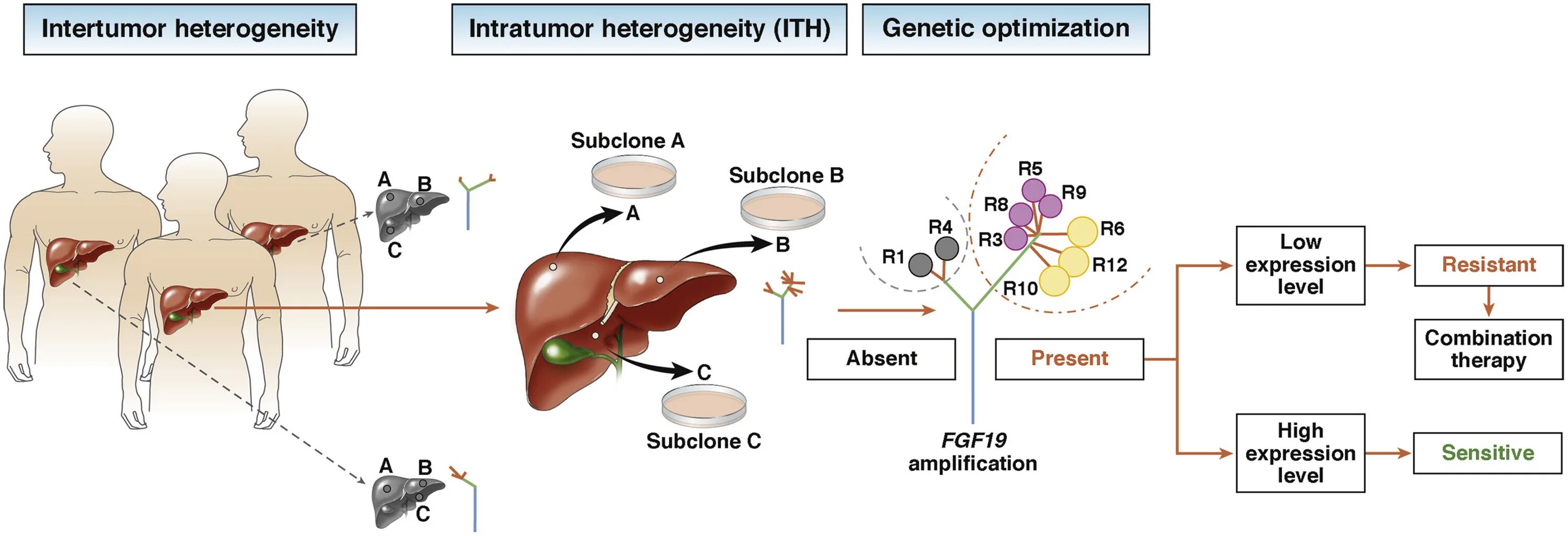 Стволовые клетки печени. Genetic heterogeneity. Heterogeneity of High Grade tumor. Text heterogeneity.