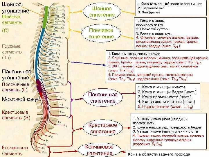 Шейное утолщение спинного мозга. Шейное утолщение спинного мозга сегменты. Пояснично крестцовое утолщение сегменты. Пояснично-крестцовое утолщение спинного мозга.
