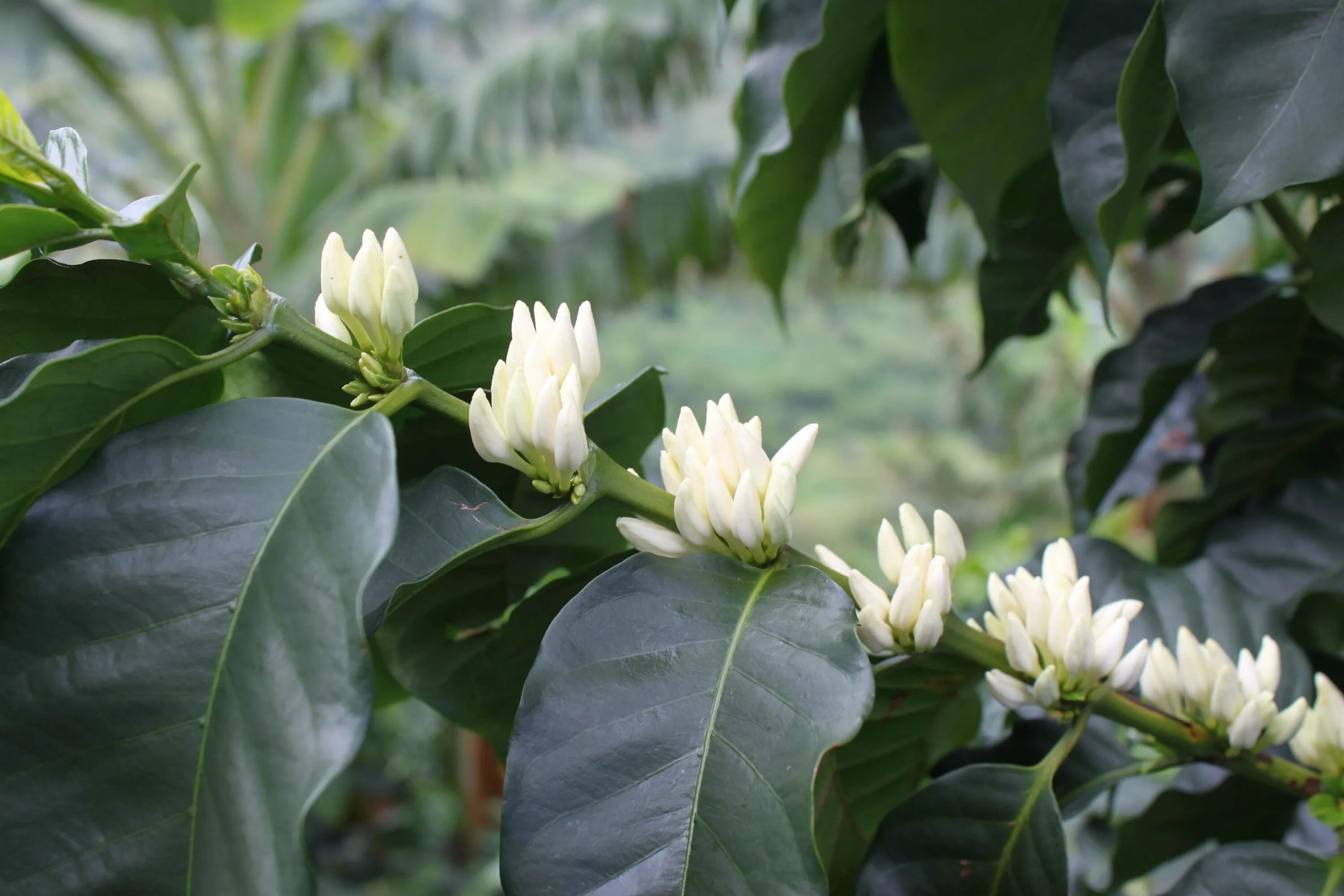 Цветение кофейного дерева Арабика. Кофе Аравийское растение. Кофе Аравийский дерево. Аравийский кофе цветок. Кофе аравийский растение