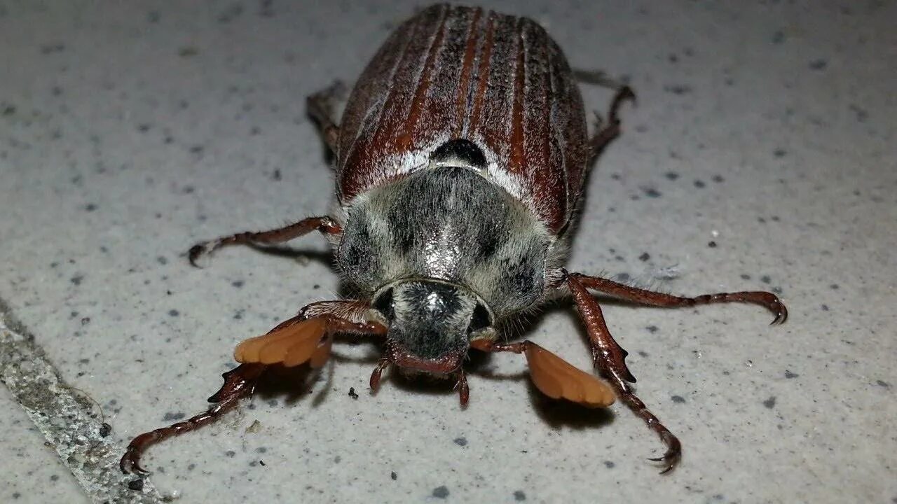 Кусаются ли майские жуки