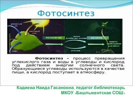Фотосинтез возникновение жизни на земле