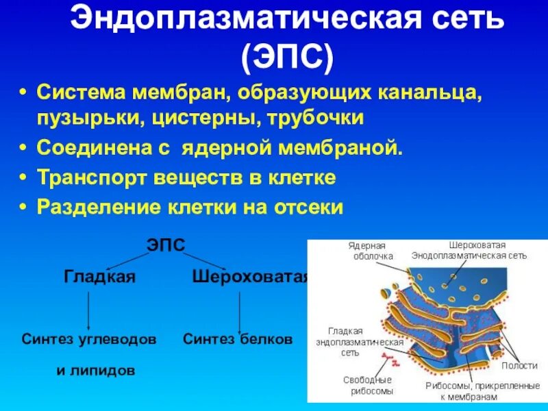 ЭПС клетки цистерны. Транспорт веществ по клетке эндоплазматическая сеть. Мембрана эндоплазматического. Ретикулума строение. ЭПС система мембран.