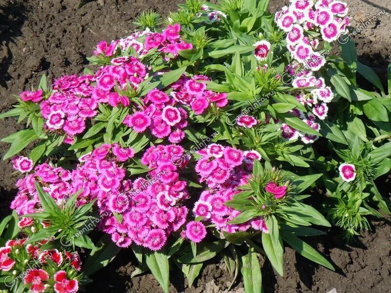 Гвоздика бородатая - dianthus barbatus. Гвоздика турецкая диабунда ред. Гвоздика турецкая нигриканс (алтай). Гвоздика турецкая «холборн глори». Гвоздика турецкая.