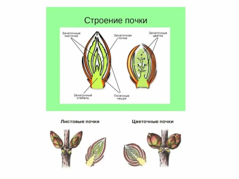 Схематический рисунок строения почки. Строение листовой почк. строение почки тополя. внутреннее строение почки тополя. внутреннее строение почки растения рисунок.