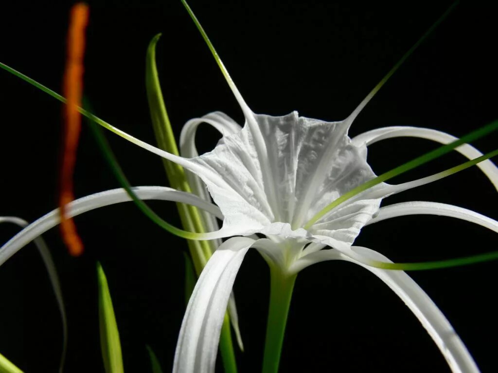 Очаровательный растение. Цветок Гименокаллис Карибский. Гименокаллис кринум. Гименокаллис и панкрациум. Гименокаллис исмене.