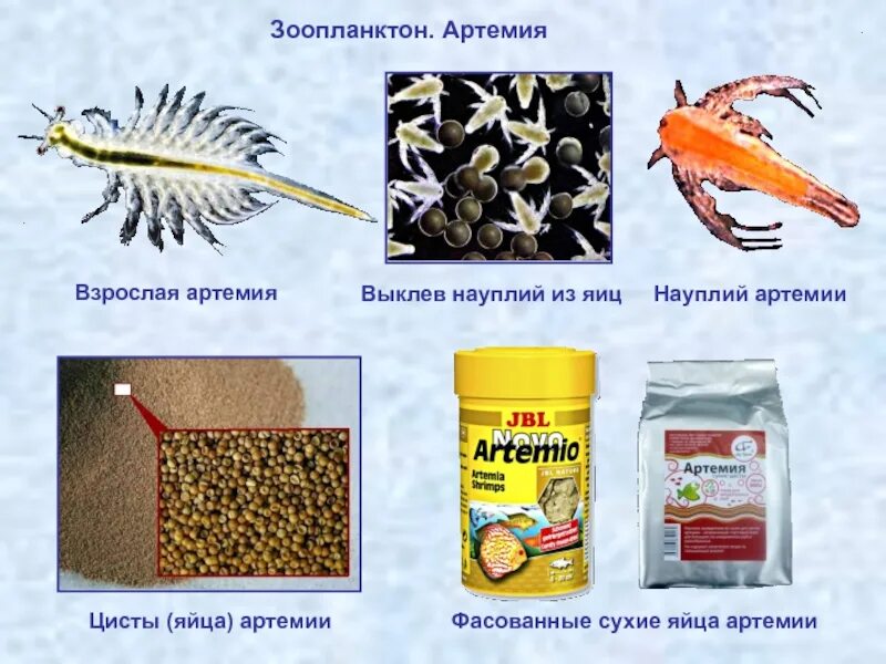 Как кормить артемией