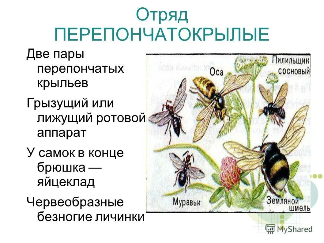 Пчелы относятся к насекомым. Представители отряда перепончатокрылых насекомых. Таблица отряды насекомых Перепончатокрылые. Отряд Перепончатокрылые биология 7 класс. Перепончатокрылые представители отряда таблица.