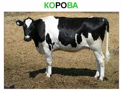 Ко ро ва