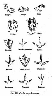 След птицы