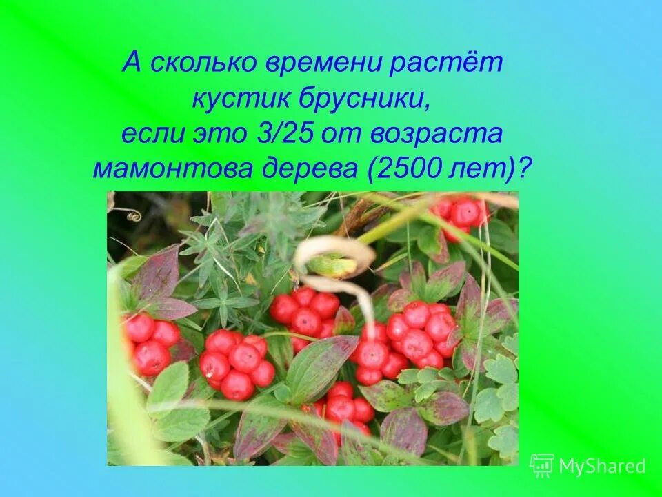 схема высадки плодовых деревьев. название деревьев и кустарников. расстояние между деревом и кустарником. сколько растут кусты. сколько растут кусты.