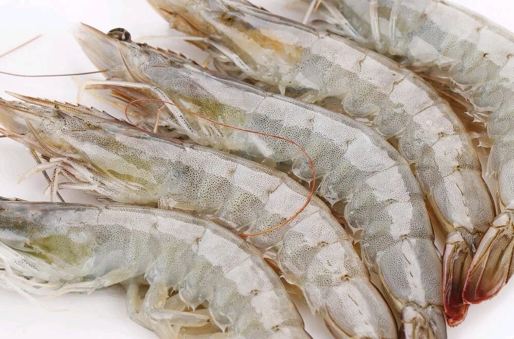 Креветки королевские (penaeus vannamei). Креветка тигровая сыромороженная. Креветка королевская 1кг. Королевские креветки серые. Креветки сырые.