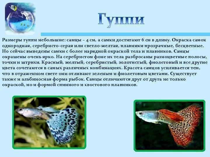 Гуппи какой размер. Гуппи аквариумные рыбки. гуппи рыбки самцы. рыбки гуппи размер. сообщение об аквариумных рыбках гуппи.