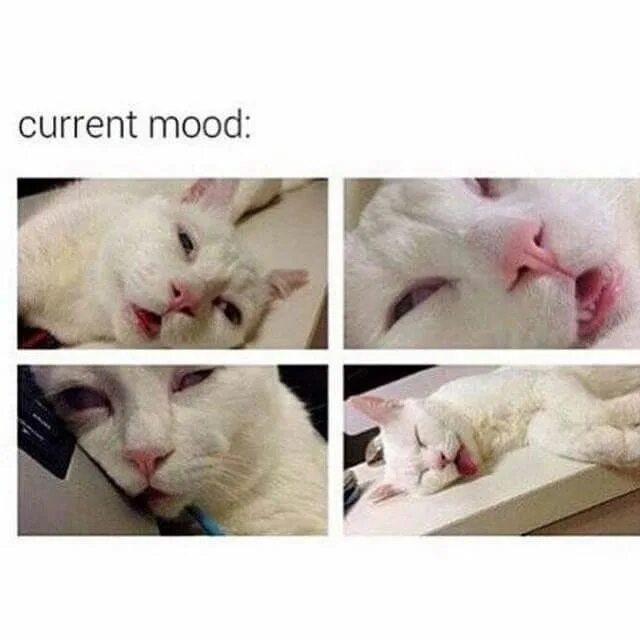 Ай хэвту мудс мем. Micio брошь sarcasm 3714992. Mood по жизни. Mood по жизни. Mood по жизни.