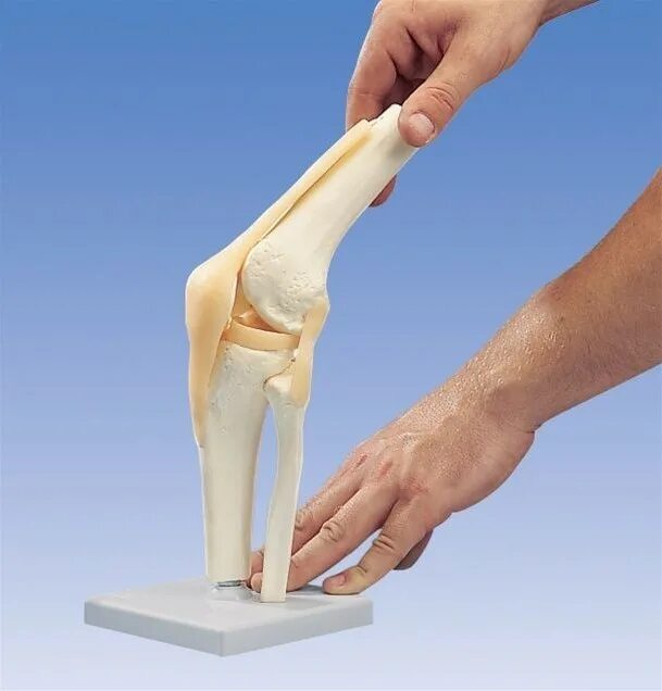 Коленный сустав. Макет коленного сустава. Механика коленного сустава. Согнутый коленный сустав.