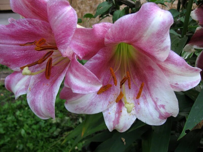 Pin on Plants & Gardens
