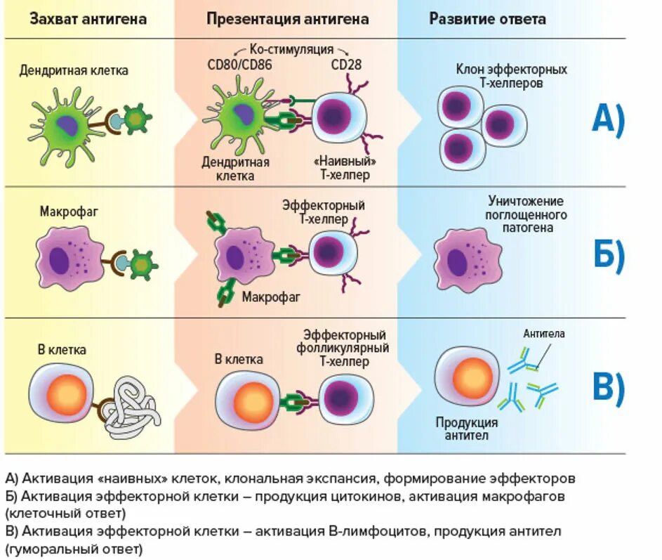 Клеточный и гуморальный иммунный ответ схема. Схема гуморального ответа системы адаптивного иммунитета. Адаптивный иммунный ответ схема. Схема гуморального иммунного ответа. Иммунный ответ выполняют
