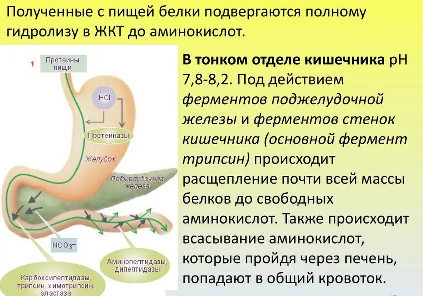 Печень расщепляет белки. Белки в кишечнике расщепляются. Белки в ЖКТ расщепляются до. Расщепление белков в ЖКТ. Расчипление белка в ЖКТ.