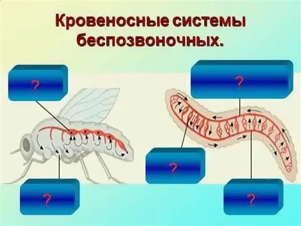 Как осуществляется транспорт веществ у одноклеточных животных