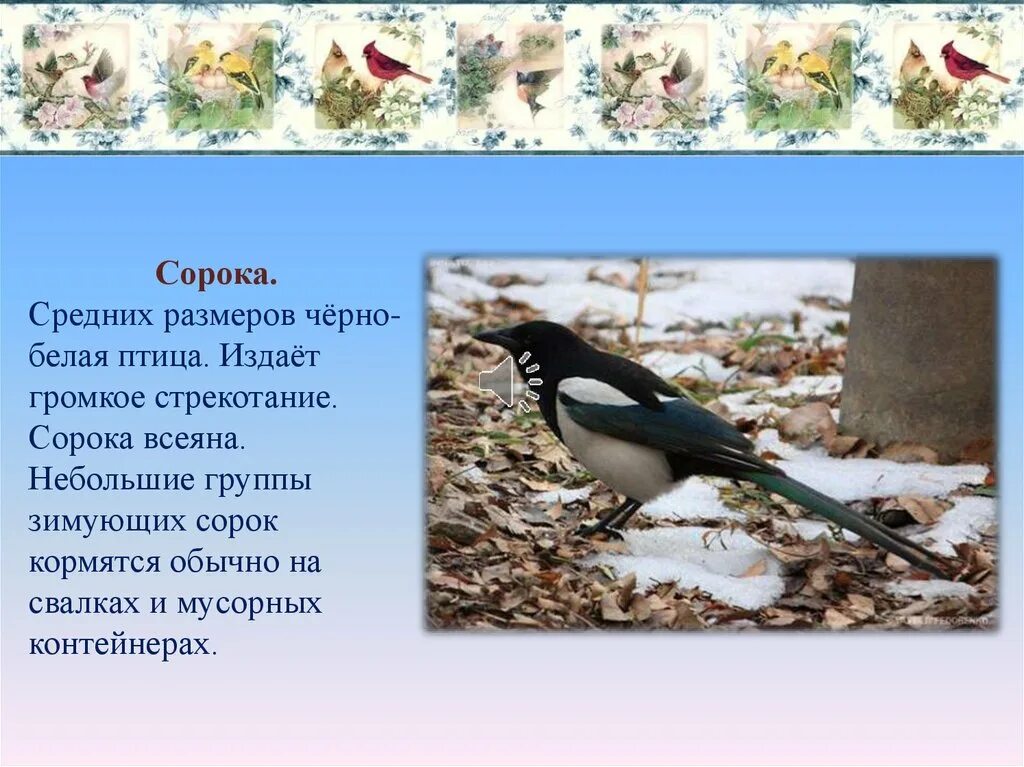 Преудивительная у нас водится птичка основная мысль. Описание сороки. 15 Января день зимующих птиц. Информация о Сороке. Сорока описание птицы.