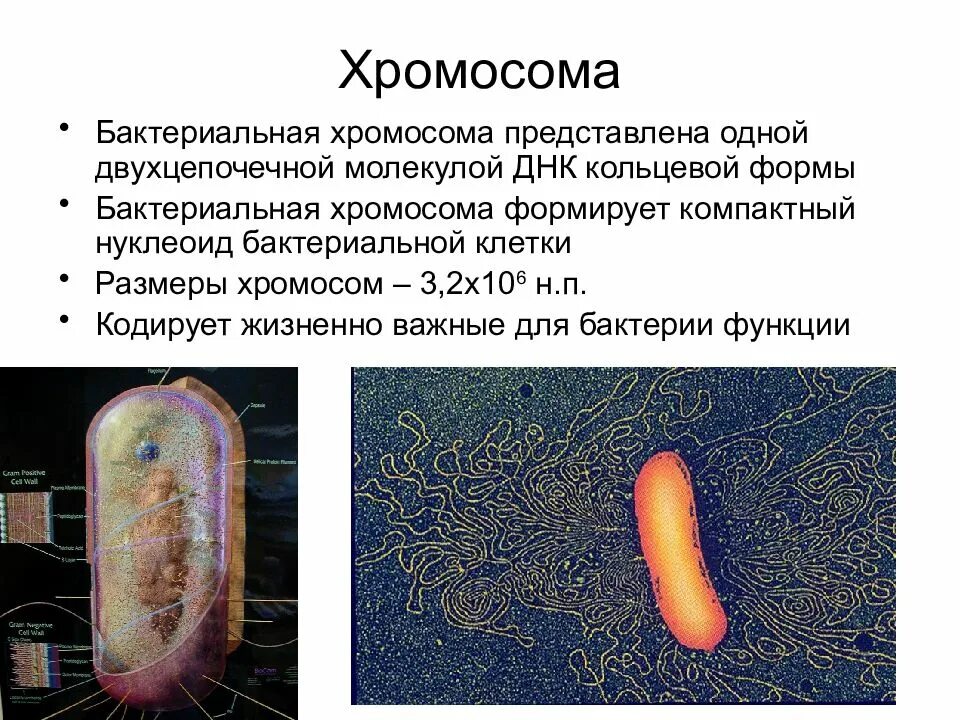 Строение бактериальной хромосомы. Хромосома бактериальной клетки. Кольцевая хромосома бактерии. Строение хромосомы бактерий.