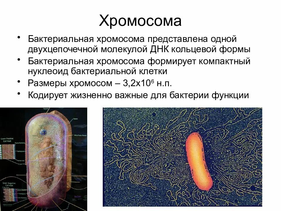 Имеется кольцевая хромосома. Строение бактериальной хромосомы. Хромосома бактериальной клетки. Кольцевая хромосома бактерии. Строение хромосомы бактерий.