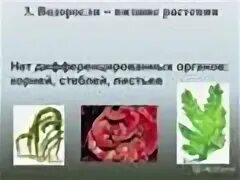 Описание низших растений