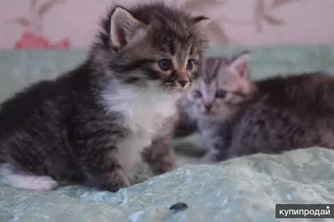 Отдам котенка киров
