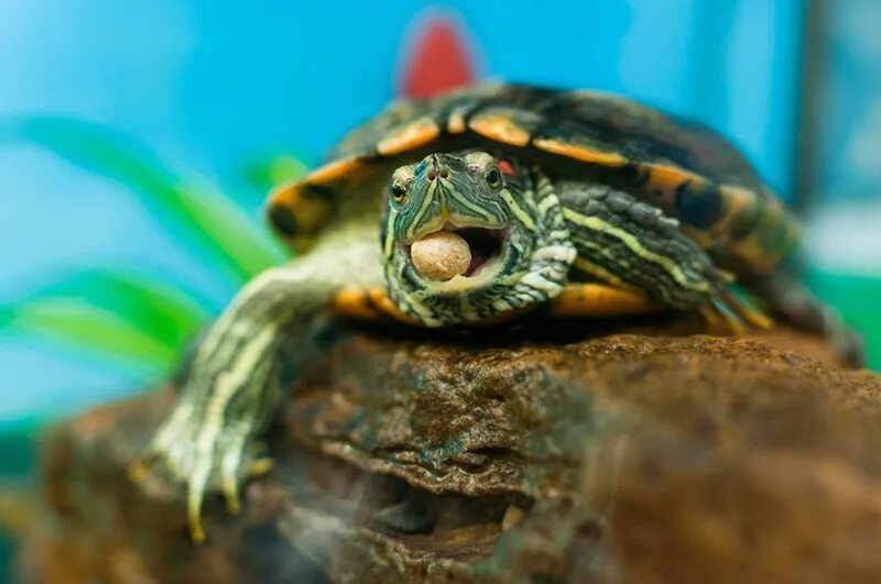 Еда красноухой черепахи. Черепаха водная красноухая. Красноухие Черепашки. Красноухая водяная черепаха. Черепаха красноухая черепаха.