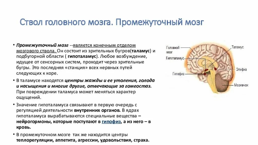 Нервная система промежуточный мозг. Остаток полости промежуточного мозга. 67. Нервные центры промежуточного мозга. Нервные центры промежуточного мозга