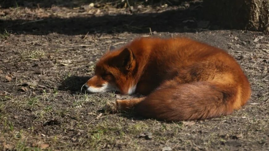 Лиса в Нижнем Новгороде. Лиса в России. Лисы в Армении. Рыжая плутовка. Make fox