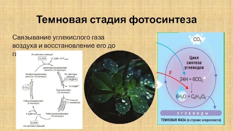 Роль углекислого газа в фотосинтезе. Биосинтез углеводов фотосинтез реакции. Биосинтез углеводов фотосинтез 9 класс. Фотосинтез красивые картинки.