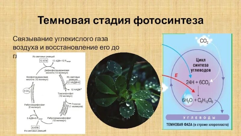 Синтез углеводов и углекислого газа. Роль углекислого газа в фотосинтезе. биосинтез углеводов фотосинтез реакции. биосинтез углеводов фотосинтез 9 класс. фотосинтез красивые картинки.
