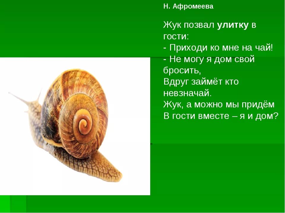 Улитка какая группа