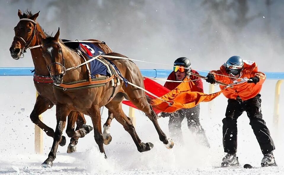 Скиджоринг пойнтеры. Собака лыжник. Скиджоринг на собаках. Ездовые лыжи 10 букв четвертая д. Ездовые лыжи 10 букв четвертая д.