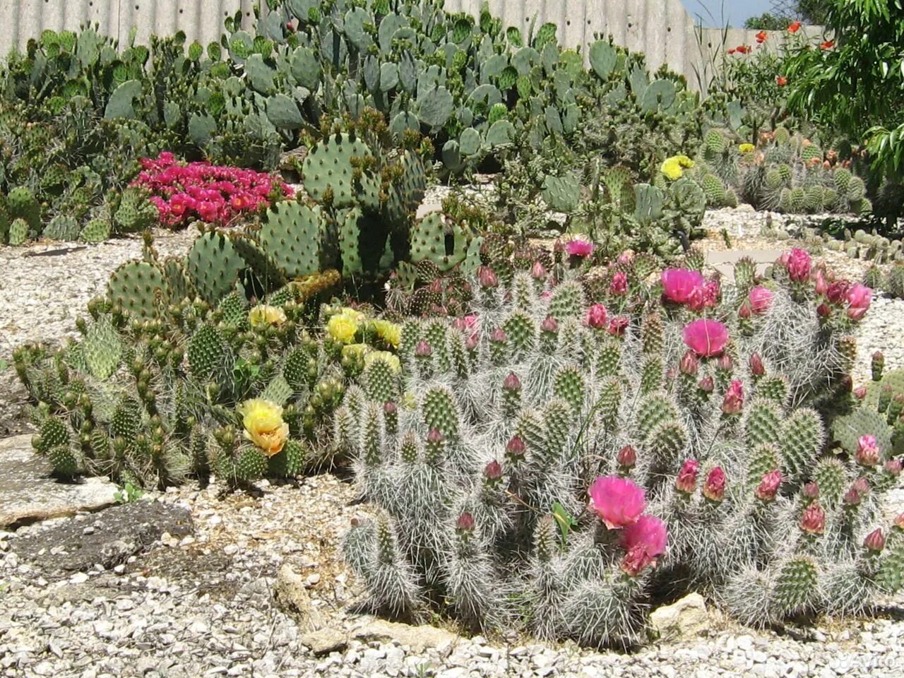 Опунция садовая. Опунция морозостойкая. Opuntia monacantha. Кактусы уличные алексея бредихина. Опунция зимостойкий кактус.