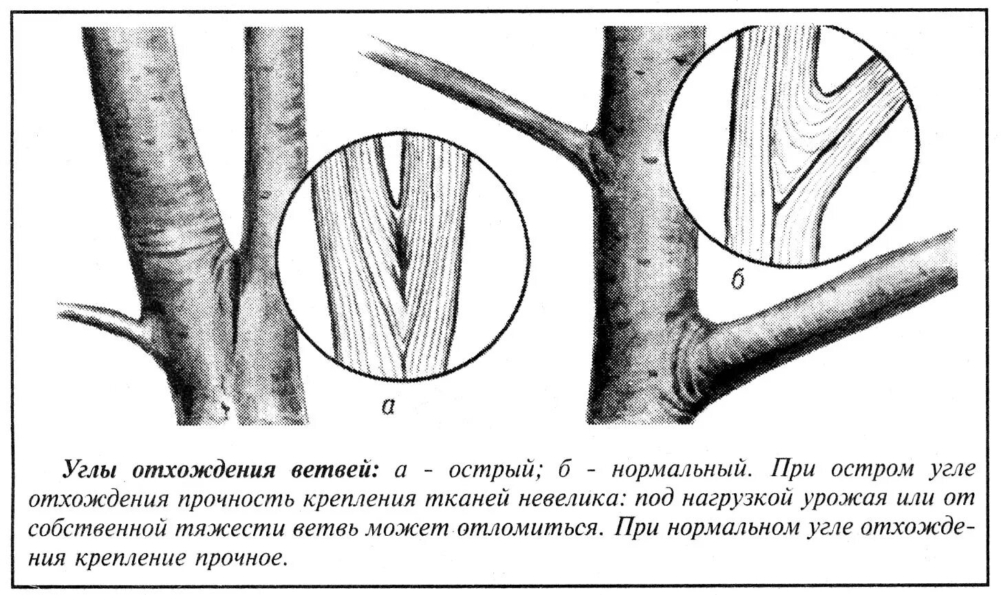 Угол отхождения ветви яблони. Ветка яблони в углу. Обрезка веток с острым углом. Схема обрезки ветки от ствола.