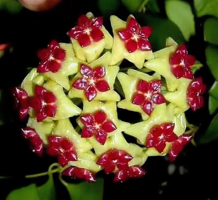 Pin on Dogbane Family (Apocynaceae)