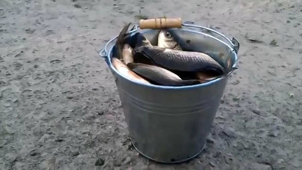 Сорожка окунь карась. Улов речной рыбы. Ловить рыбу ведром. Улов рыбы в тазике. Улов леща.