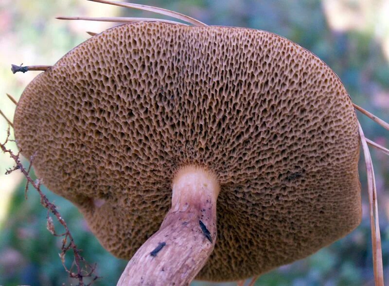 Съедобный трубчатый. Гименофор пластинчатого гриба. Suillus salmonicolor. Съедобный трубчатый. Съедобный трубчатый.